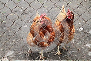 Red hens 2 year old