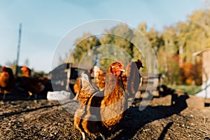 Red hens graze on a free-range organic farm