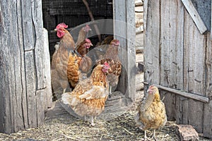 Red and hens stand at the barn, brush their feathers