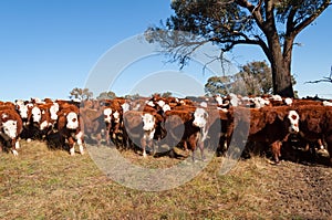Red hereford cows with white heads on a paddock in Australia