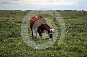 Red Hereford Cross Cow in a Pasture in Valizas, Rocha, Uruguay photo
