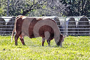 Red herford mother cow chomping greass in front of cattle panel fence and big round bales - Selective focus photo