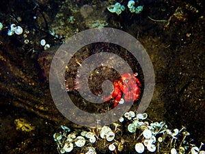 Red hermit anemone caring crab Dardanus Arrosor