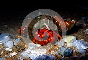 Red hermit crab with anemone -  dardanus arrosor