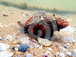 Red hermit crab with anemone -  dardanus arrosor