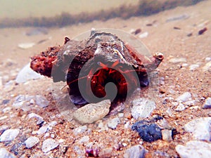 Red hermit crab with anemone -  dardanus arrosor