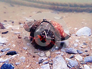 Red hermit crab with anemone -  dardanus arrosor