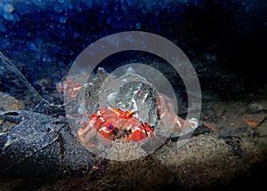 Red hermit crab with anemone -  dardanus arrosor