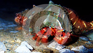 Red hermit crab with anemone -  dardanus arrosor