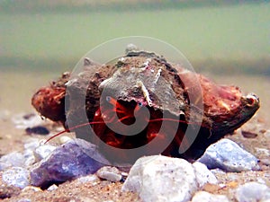 Red hermit crab with anemone -  dardanus arrosor