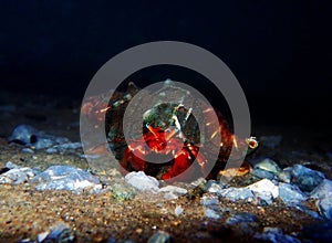 Red hermit crab with anemone -  dardanus arrosor