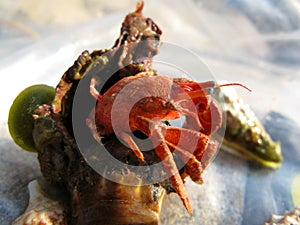 Red hermit crab protruding from its shell, close-up. Animals of the Mediterranean.