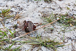 Red hermit crab, Wildlife, Arthropods, Cancer hermit