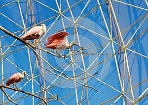 Red heron and spoonbill birds