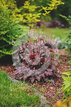 Red heuchera `Chocolate Ruffles` planted in mixed border with yellow spirea