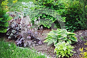 Red heuchera planted in combination with hostas