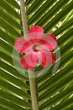 Red Hibiscus