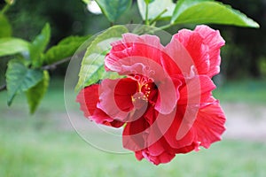 Red hibiscus