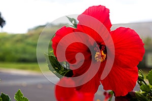 Red Hibiscus