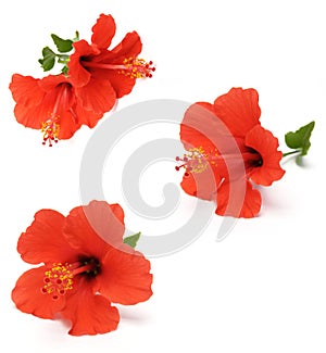 red hibiscus photo