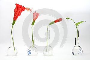 Red Hibiscus photo