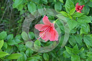 Red hibiscus blossoms with long pistil