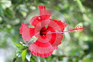 Red Hibiscus bud rosa-sinensis