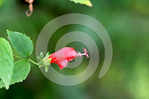 Red Hibiscus bud rosa-sinensis