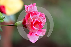 Red Hibiscus bud rosa-sinensis
