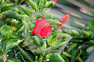 Red Hibiscus bud rosa-sinensis