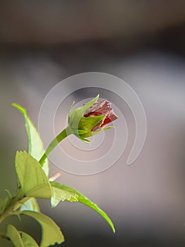 red hibiscus buds. Hibiscus is a shrub of the Malvaceae tribe originating from East Asia. Hibiscus rosa-sinensis