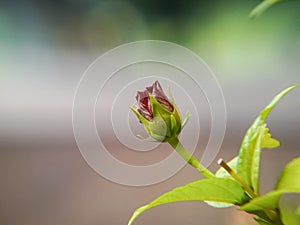 red hibiscus buds. Hibiscus is a shrub of the Malvaceae tribe originating from East Asia. Hibiscus rosa-sinensis