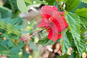 Red Hibiscus or Chaba flower
