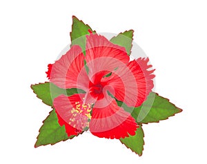 Red hibiscus or chaba flower with green leaves isolated on white