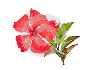Red hibiscus or chaba flower with green leaves isolated on white