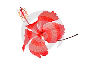 Red hibiscus or chaba flower isolated on white