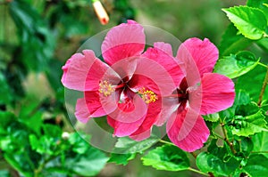 Hibisco 