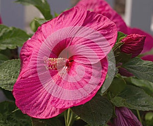 Red hibiscus