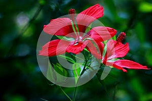 Red Hibiscus Coccineus photo