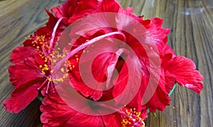 Red Hibiscus florals