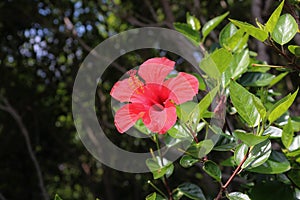 Red Hibiscus Flower.