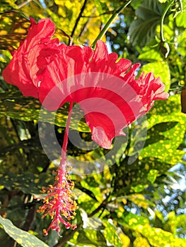 This is red  Hibiscus flower