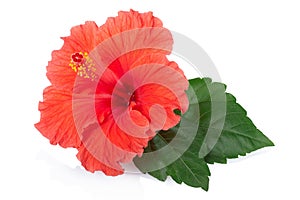 Red hibiscus flower