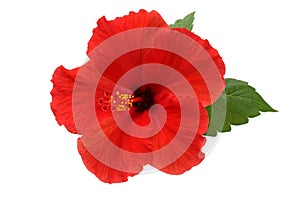 A red hibiscus flower