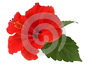 A red hibiscus flower photo