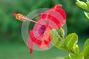 Red hibiscus flower