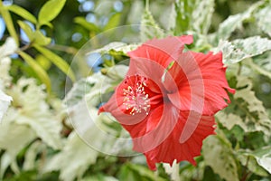 red hibiscus flower