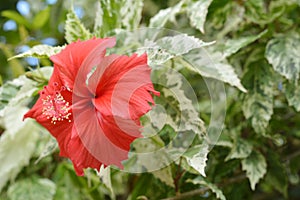 red hibiscus flower