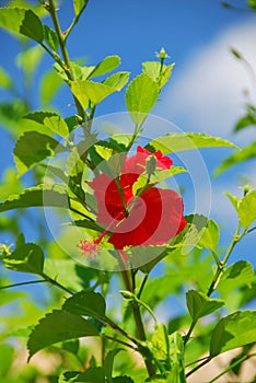 Red hibiscus flower