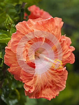 Red hibiscus flower